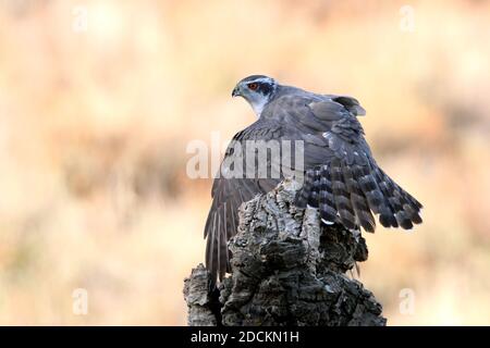 Maschio adulto goshawk settentrionale che protegge una preda appena pescata un tronco di quercia di sughero in una foresta d'autunno con il ultima luce del giorno Foto Stock