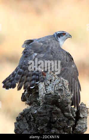 Maschio adulto goshawk settentrionale che protegge una preda appena pescata un tronco di quercia di sughero in una foresta d'autunno con il ultima luce del giorno Foto Stock