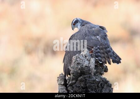 Maschio adulto goshawk settentrionale che protegge una preda appena pescata un tronco di quercia di sughero in una foresta d'autunno con il ultima luce del giorno Foto Stock