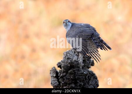 Maschio adulto goshawk settentrionale che protegge una preda appena pescata un tronco di quercia di sughero in una foresta d'autunno con il ultima luce del giorno Foto Stock