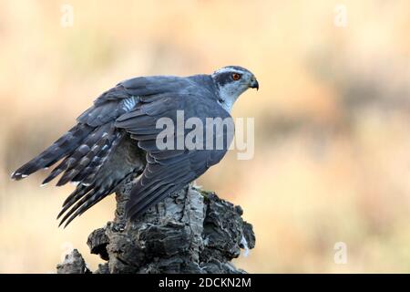 Maschio adulto goshawk settentrionale che protegge una preda appena pescata un tronco di quercia di sughero in una foresta d'autunno con il ultima luce del giorno Foto Stock