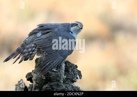 Maschio adulto goshawk settentrionale che protegge una preda appena pescata un tronco di quercia di sughero in una foresta d'autunno con il ultima luce del giorno Foto Stock