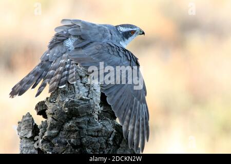 Maschio adulto goshawk settentrionale che protegge una preda appena pescata un tronco di quercia di sughero in una foresta d'autunno con il ultima luce del giorno Foto Stock