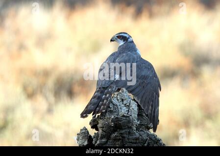 Maschio adulto goshawk settentrionale che protegge una preda appena pescata un tronco di quercia di sughero in una foresta d'autunno con il ultima luce del giorno Foto Stock