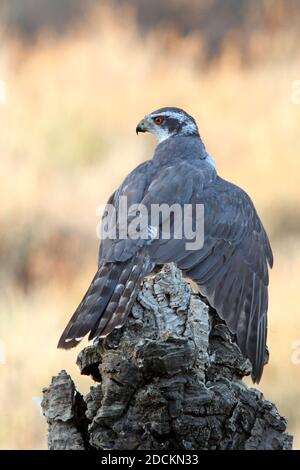 Maschio adulto goshawk settentrionale che protegge una preda appena pescata un tronco di quercia di sughero in una foresta d'autunno con il ultima luce del giorno Foto Stock