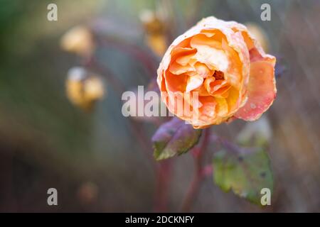 Fiore di rosa appassito su un cespuglio di rosa a fine autunno Foto Stock