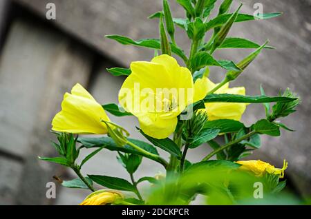 Oenotera gialla fiore glazioviana, primrosa rossa sera. Foto Stock