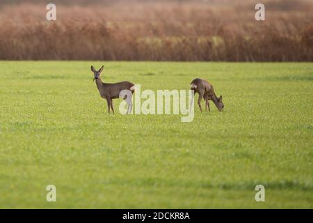 Hooksiel, Germania. 22 novembre 2020. Due cervi pascolano al mattino presto su un campo vicino alla costa orientale del Mare del Nord Frisone. Credit: Mohssen Assanimoghaddam/dpa/Alamy Live News Foto Stock