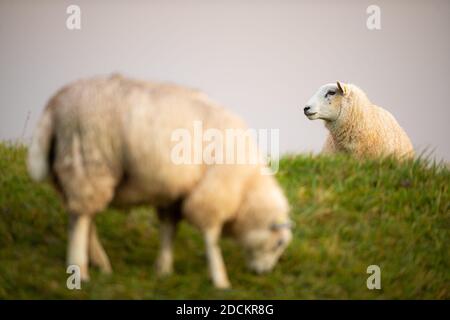 Hooksiel, Germania. 22 novembre 2020. Due pecore pascolano la mattina presto su una diga sulla costa orientale del Mare del Nord Frisone. Credit: Mohssen Assanimoghaddam/dpa/Alamy Live News Foto Stock