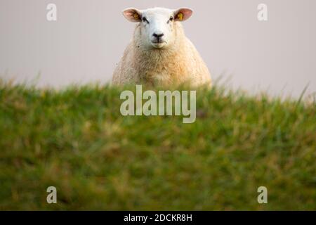 Hooksiel, Germania. 22 novembre 2020. Una pecora guarda nella macchina fotografica del fotografo la mattina presto su una diga sulla costa orientale del Mare del Nord della Frisia. Credit: Mohssen Assanimoghaddam/dpa/Alamy Live News Foto Stock