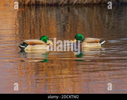 Il sole fa risuonare l'iridescenza nelle teste verdi di due Ducati di Mallard maschi (Anas platyrhynchos) che si stendono sull'acqua lungo l'Eccles Ctr. Sentiero. Foto Stock