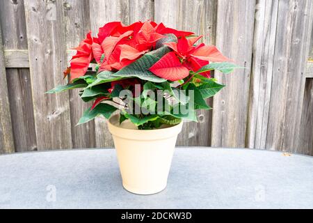 Esposizione floreale di Poinsettia o di rosa di Natale (Euphorbia pulcherrima). Il fogliame decorativo rosso e verde è spesso usato per Natale. Foto Stock