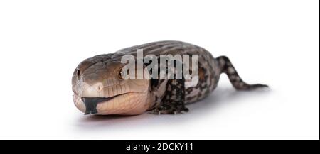 Scatto dettagliato di una skink indonesiana dalle tonalità blu aka Tiliqua gigas, in piedi di fronte. Linguetta fuori. Isolato su sfondo bianco. Foto Stock