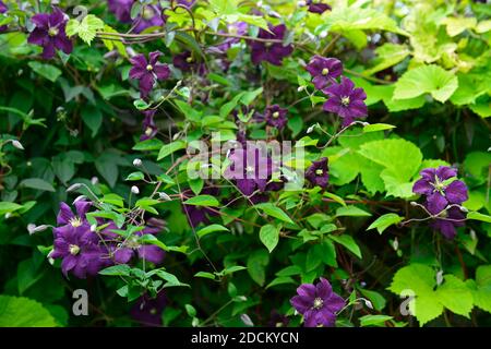clematis viticella etoile violette,fiori viola,fiore viola,fiori,fioritura,copertura, copertura, parete,scalatore, superriduttore,impianto di arrampicata,RM floreale Foto Stock