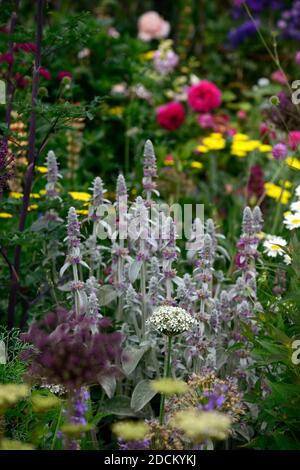 Allium multibobosum Nigrum,stachys byzantina,orecchio di agnello,achillea filipendulina moonshine,freccia gialla,fiore,fiori,perenne erbaceo,fiore estivo Foto Stock