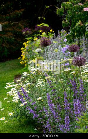 cottage giardino, nepeta, allium atropureum, rosso, rosa, viola, fiori, giardino, giardini, allium, stachys byzantina, orecchio di agnello, achillea filipendulina moonshin Foto Stock