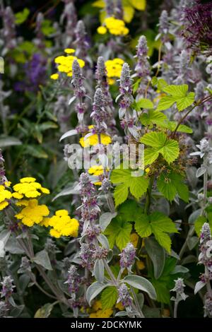 stachys byzantina,orecchio di agnello,achillea filipendulina moonshine,yarrow giallo,humulus aureus,luppolo dorato,nuova crescita,foglie gialle,giallo,oro fogliame, c. Foto Stock