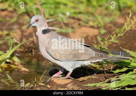 Lutto collarred dove (Streptopelia decipiens ambigua), vista laterale di un adulto presso la piscina, Mpumalanga, Sudafrica Foto Stock