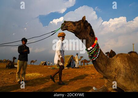 cammelli indiani con il loro cammello in dune di sabbia del deserto del thar con fuoco selettivo sul soggetto e aggiunto rumore e grani. Foto Stock