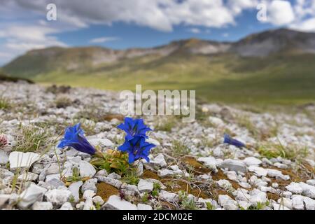 Tromba gentile (Gentiana dinarica), fiori in habitat alpino, Abruzzo, Italia Foto Stock