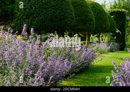 Nepeta Six Hills giant,erba gatta,nepitella,viola,blu,fiore,giardino formale,siepe di bosso,box copertura,Topiaria da,copertura,erba gatta hedge,garden design,giardino,gardens Foto Stock