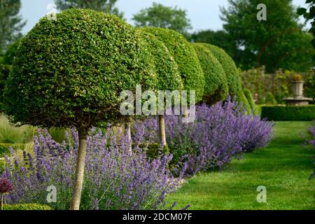 Nepeta Six Hills giant,erba gatta,nepitella,viola,blu,fiore,giardino formale,siepe di bosso,box copertura,Topiaria da,copertura,erba gatta hedge,garden design,giardino,gardens Foto Stock