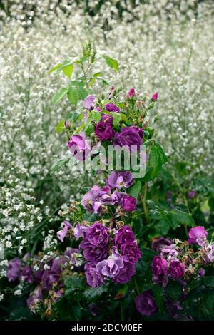 Rose danneggiate dalla pioggia,Rosa Rhapsody in Blue,Rosa Rhapsody in Blue,floribunda rose,porpora,blu,gyphila paniculata,babys alito,spray bianco,spray, Foto Stock