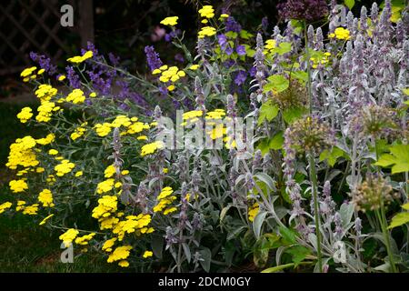 Stachys byzantina,agnello l orecchio,achillea filipendulina moonshine,giallo yarrow,fiore,fiori,piante erbacee perenni,fioritura estiva ,giardino,giardino,RM Fl Foto Stock