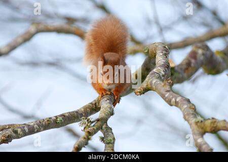 Red squirrel Sciurus vulgaris, climbing down branch, Aberdeenshire, Scotland Foto Stock