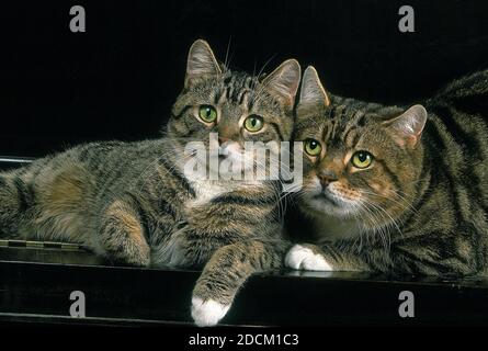 MANX gatto domestico, razza di gatto senza coda, adulti la posa sul pianoforte Foto Stock