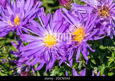 Aster 'Herfstweelde' (ricchezza d'autunno) una pianta di fiori d'autunno erbacei blu lavanda perenne comunemente conosciuta come Michaelmas daisy, foto d'inventario i Foto Stock