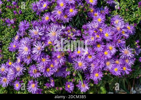 Aster 'Herfstweelde' (ricchezza d'autunno) una pianta di fiori d'autunno erbacei blu lavanda perenne comunemente conosciuta come Michaelmas daisy, foto d'inventario i Foto Stock