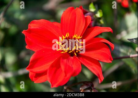 Dahlia 'Bishop of Llandaff' una piant rosso estate fiore autunno pianta , foto stock Foto Stock