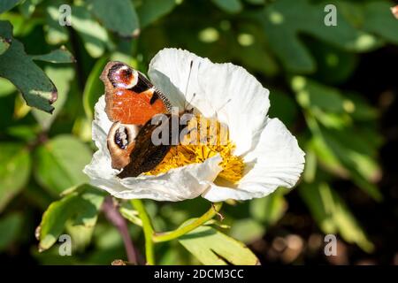 Farfalla di pavone (Aglais io) con ali allungate che si nutriscono su una pianta di fiori di Romneya bianco, foto d'inventario Foto Stock