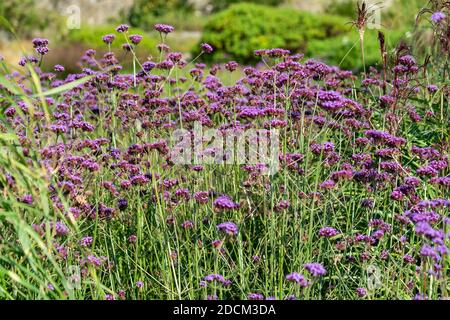 Verbena bonariensis una pianta porpora erbacea perenne estate fiore autunno comunemente noto come top viola o vervain argentino, foto stock Foto Stock