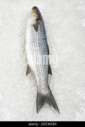 MULLET chelon labrosus SU GHIACCIO Foto Stock