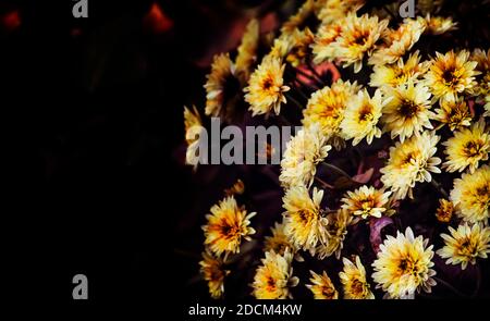 Crisantemi autunnali gialli su sfondo scuro naturale sfocato, fuoco selettivo Foto Stock