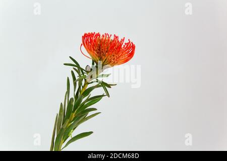 Foto orizzontale minimalista di leucospermum corallo singolo su sfondo bianco. Foto Stock