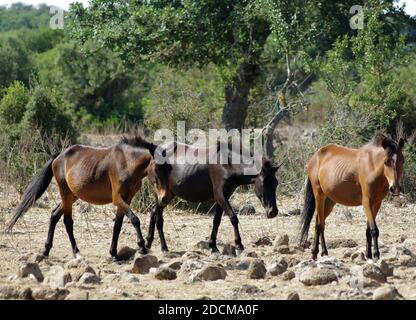 Pony selvaggi che vivono sulla Giara di Gesturi, Sardegna, Italia Foto Stock