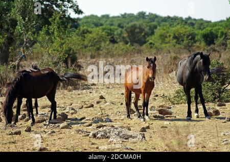 Pony selvaggi che vivono sulla Giara di Gesturi, Sardegna, Italia Foto Stock