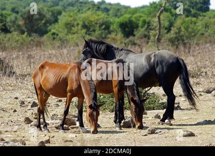 Pony selvaggi che vivono sulla Giara di Gesturi, Sardegna, Italia Foto Stock