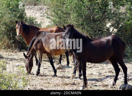 Pony selvaggi che vivono sulla Giara di Gesturi, Sardegna, Italia Foto Stock