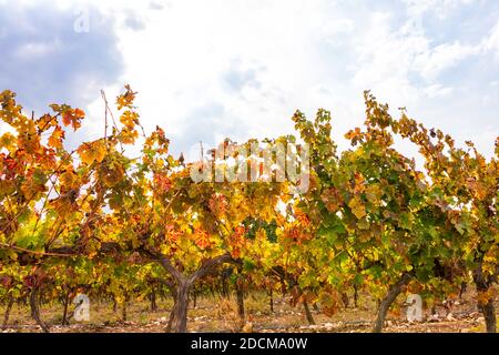 Filari di viti con foglie d'autunno colorate su sfondo cielo nuvoloso. Israele Foto Stock