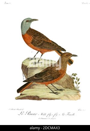 Monticole rocar (Monticola rupestris) è un membro della famiglia degli uccelli Muscicapidae. Questa corsa rocciosa si produce in Sud Africa orientale e meridionale, Lesotho e Swaziland. E' un comune endemico residente, non migratorio, a parte i movimenti altitudinali stagionali in alcune zone. Dal Libro Histoire naturelle des oiseaux d'Afrique [Storia Naturale degli uccelli dell'Africa] Volume 3, di le Vaillant, François, 1753-1824; Publish in Paris by Chez J.J. Fuchs, libraire 1799 - 1802 Foto Stock