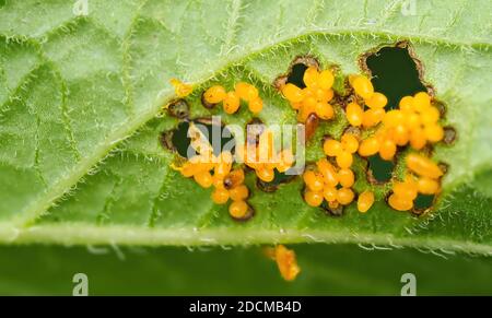 Coleotteri del Colorado (Leptinotarsa decemlineata) uova sul lato inferiore della foglia della pianta della patata. Primo piano di peste di insetto che causa danni enormi a raccolto in lontano Foto Stock