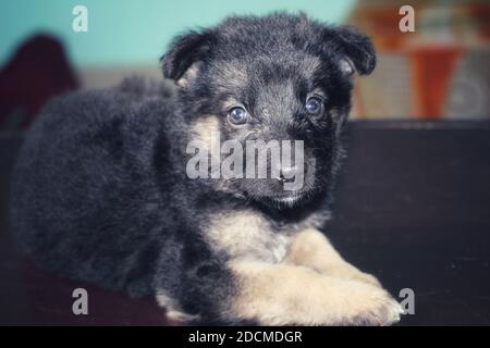 carino piccolo cucciolo di pastore tedesco cute carta da parati tedesca shapherd Foto Stock