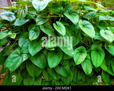 foglia verde di coleotteri vicino a pianta di denaro Foto Stock