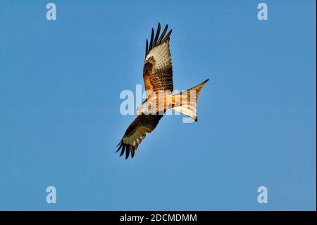 RED KITE MILVUS MILVUS UN GRANDE AQUILONE CHE VOLA ATTRAVERSO UN CIELO AZZURRO ESTIVO Foto Stock