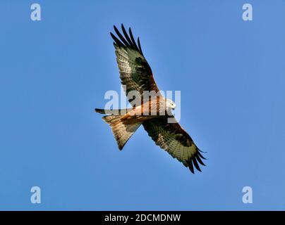 RED KITE MILVUS MILVUS UN GRANDE AQUILONE CHE SCIVOLA ATTRAVERSO UN CIELO AZZURRO ESTIVO Foto Stock