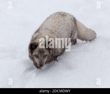High angle close up view of blue Arctic Fox walking in snow Foto Stock